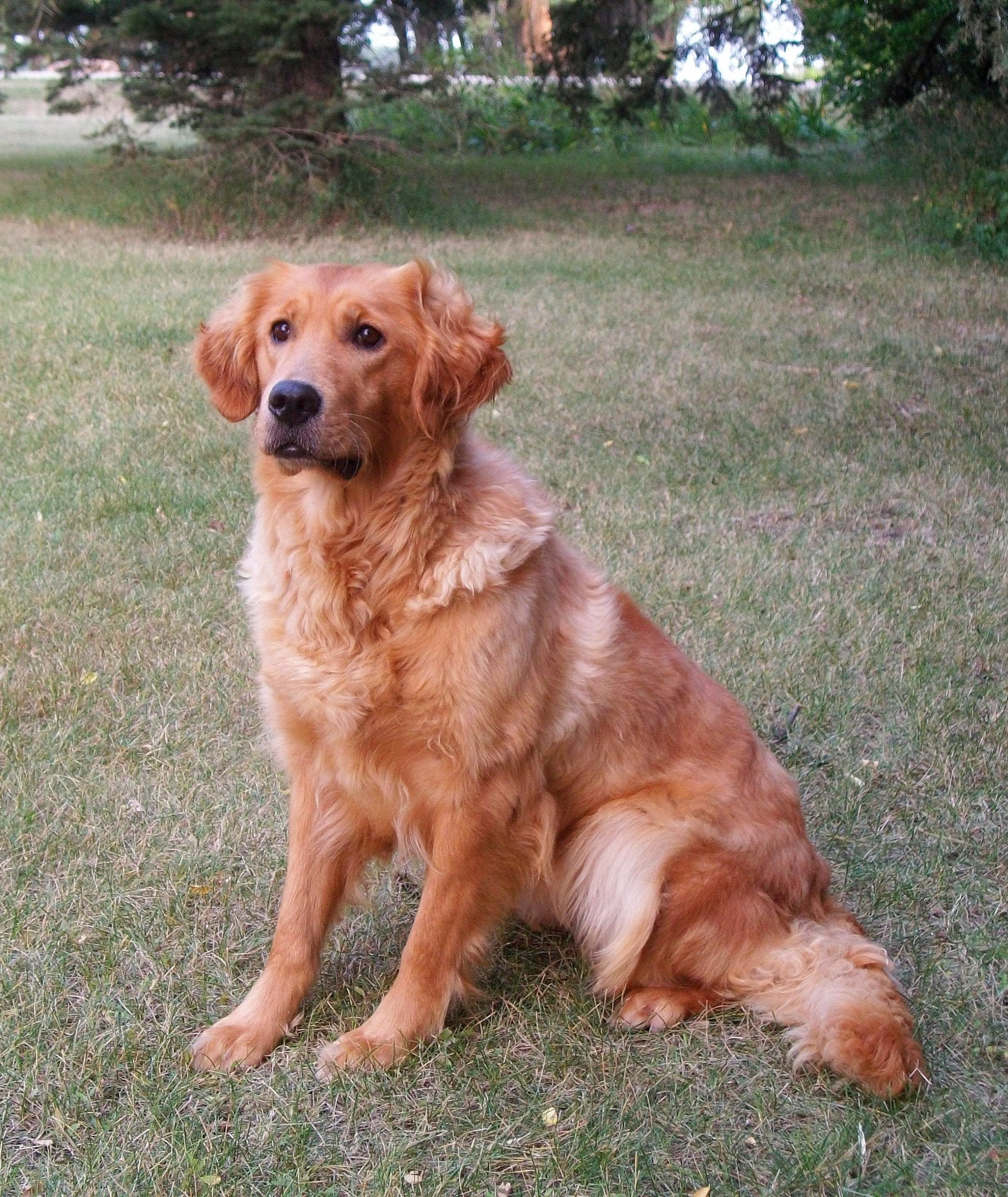 Molly - Sharptail Ridge Golden Retrievers