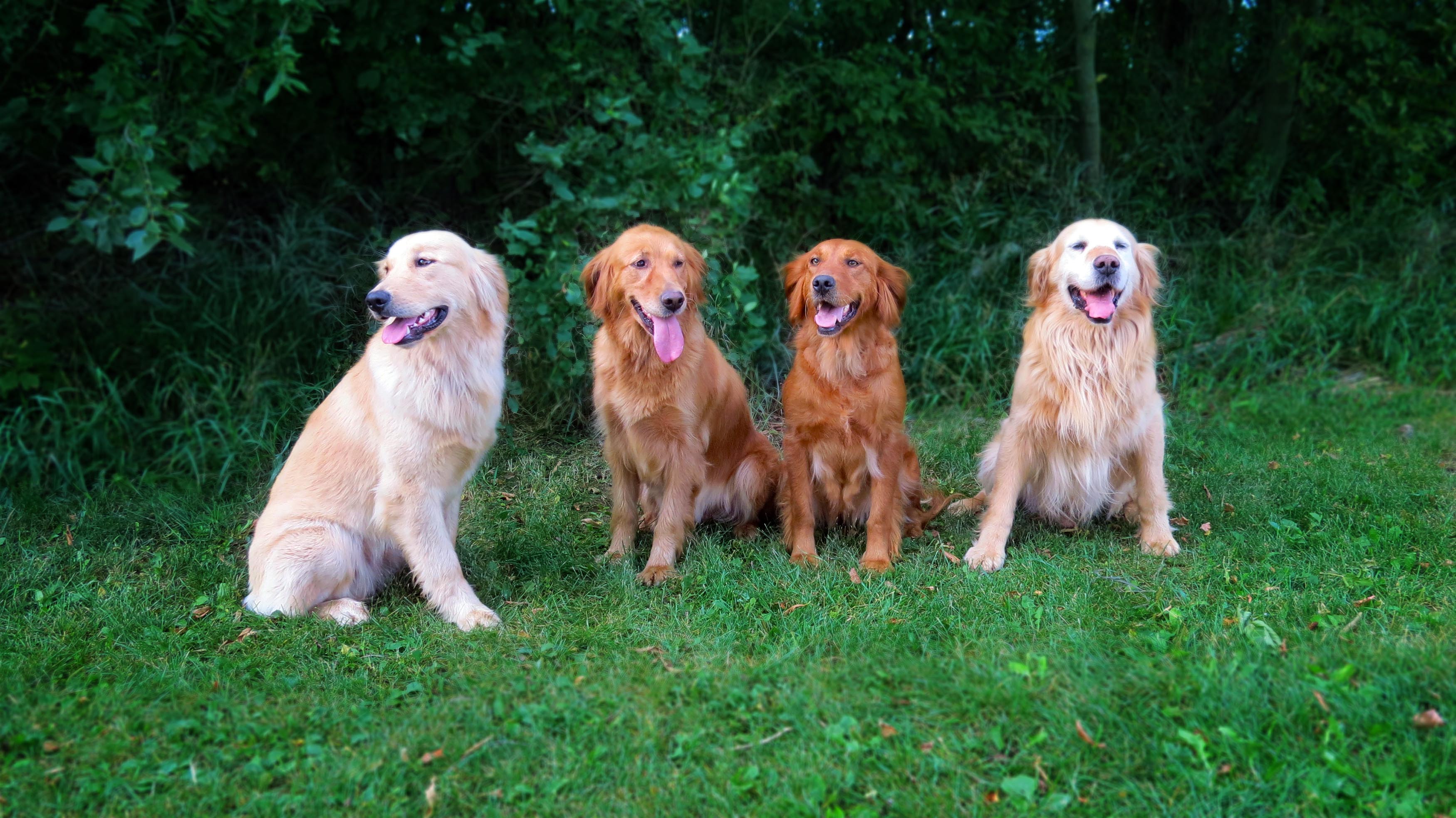 BreedingDogs-compressed - Sharptail Ridge Golden Retrievers